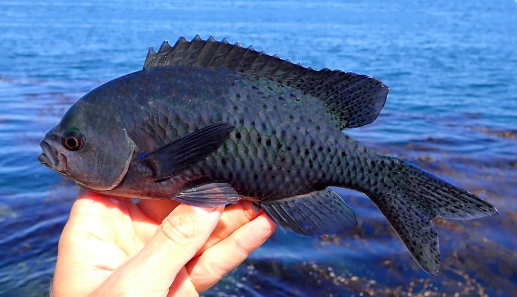 Blacksmith | Mexican Fish.com