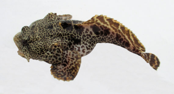 Leopard Toadfish  Mexican Fish.com