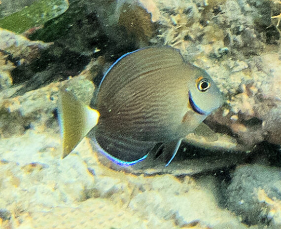 https://mexican-fish.com/wp-content/uploads/F781-Ocean-Surgeonfish-6-570x464.jpg