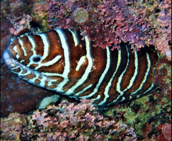 zebra eel