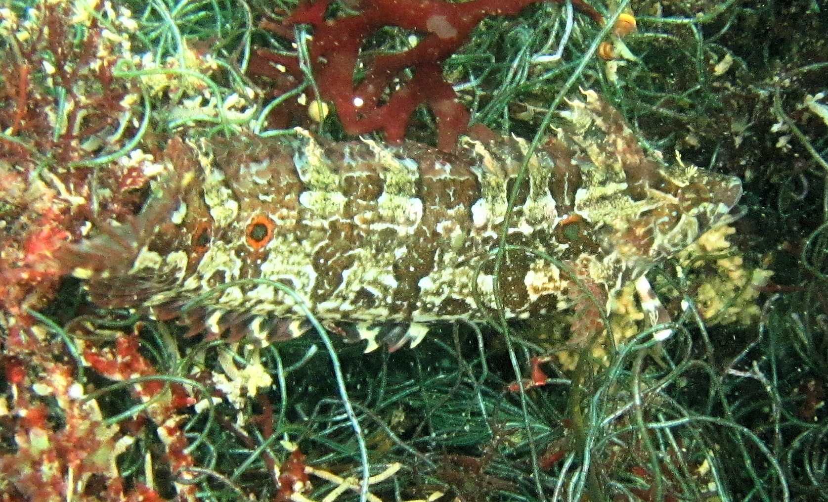 Kelfeta Fish Spotted Kelpfish | Mexican Fish.com