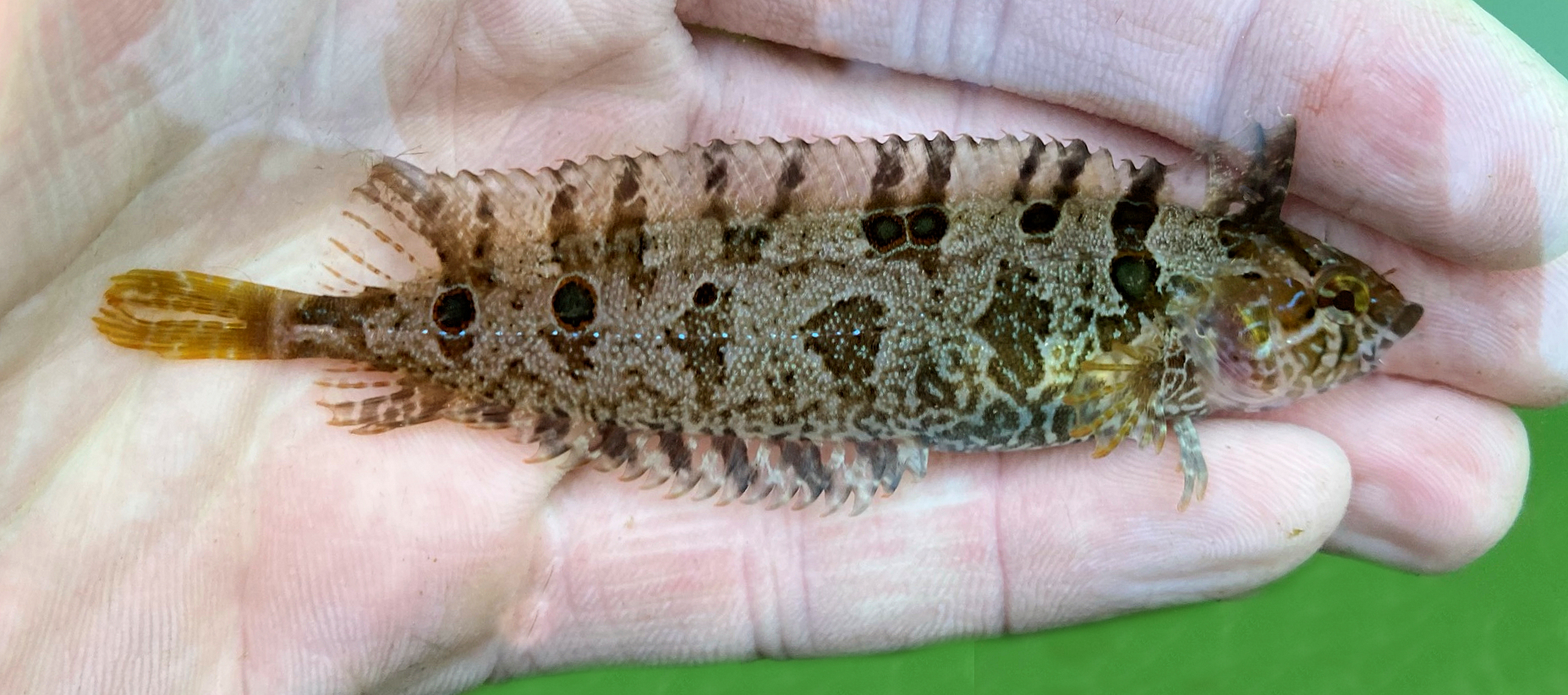 Kelfeta Fish Spotted Kelpfish | Mexican Fish.com