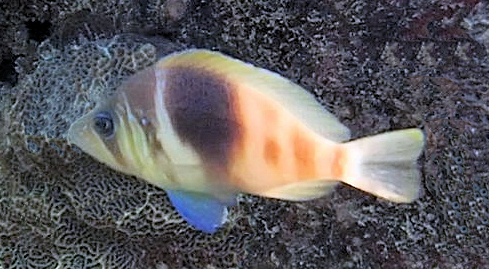 Barred Hamlet | Mexican Fish.com