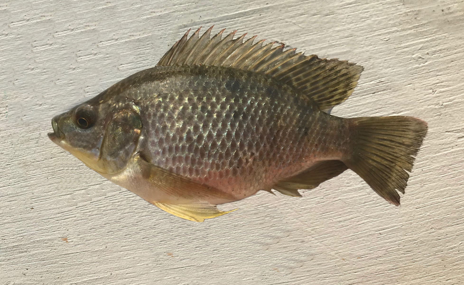 Cichlid Family Photographs And Information Cichlidae Mexican Fish Cichlid Family Photographs And Information Cichlidae Mexican Fish