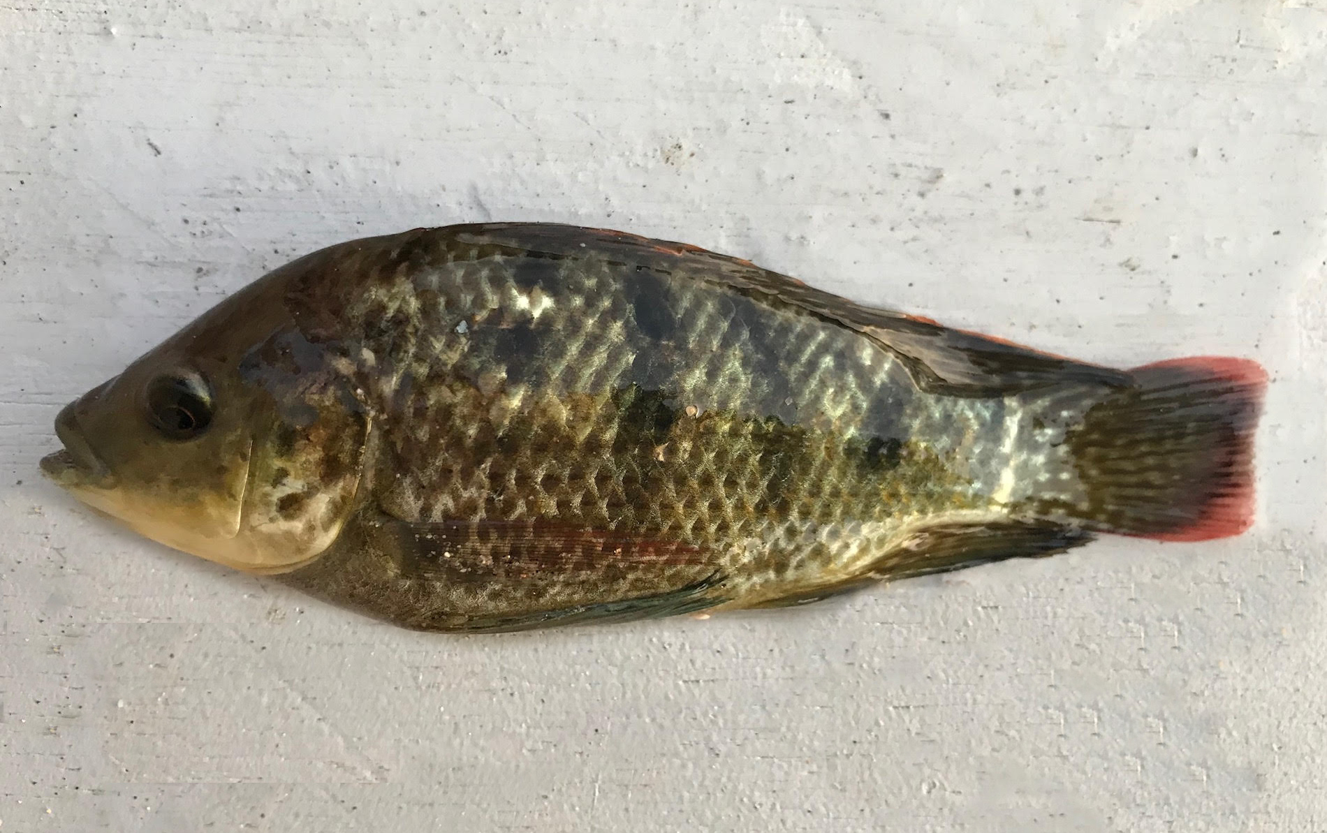Redbelly Tilapia Mexican Fish Redbelly Tilapia Mexican Fish