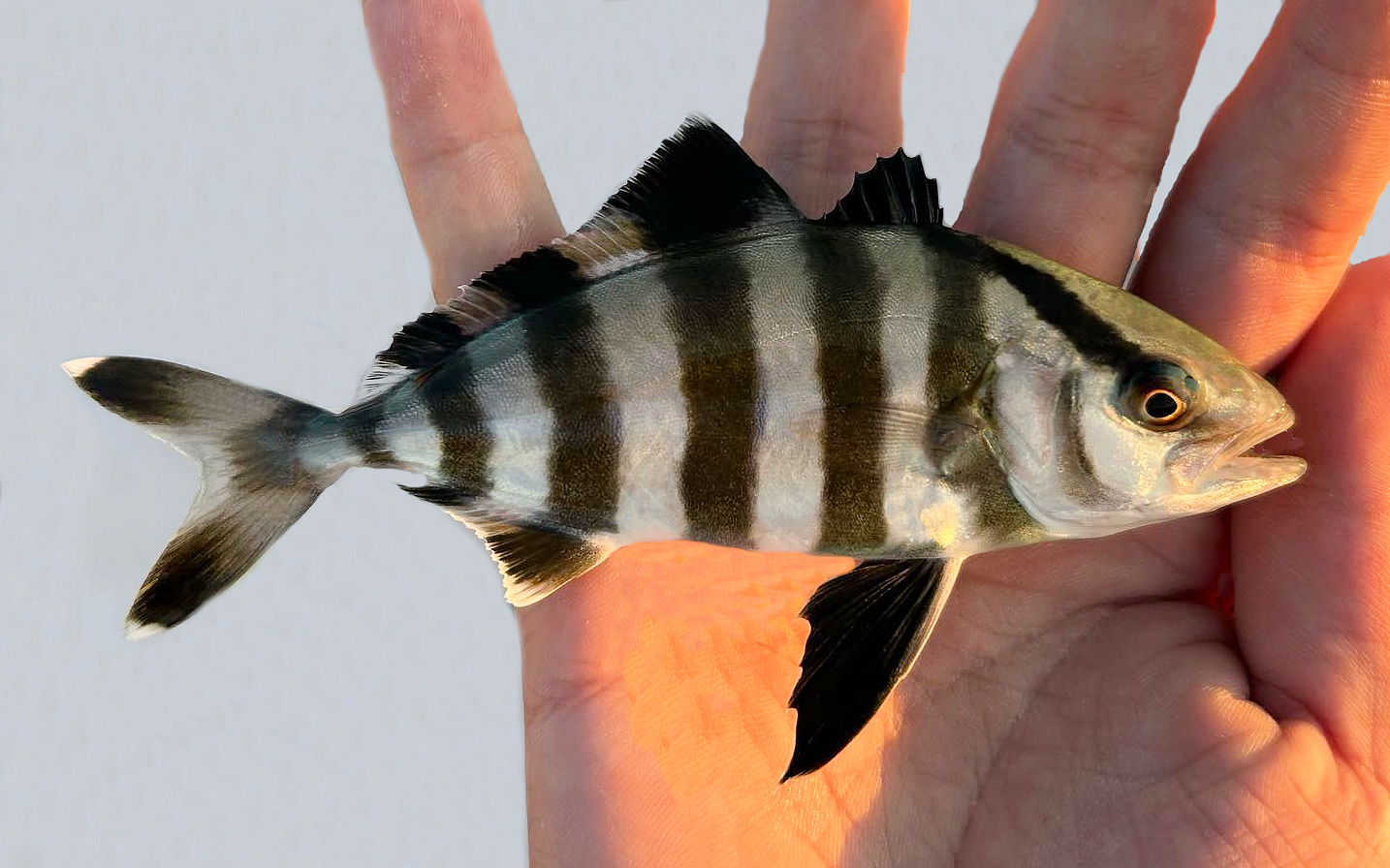 Banded Rudder Banded Rudderfish | Mexican Fish.com