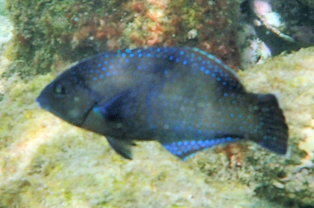 Black Wrasse | Mexican Fish.com