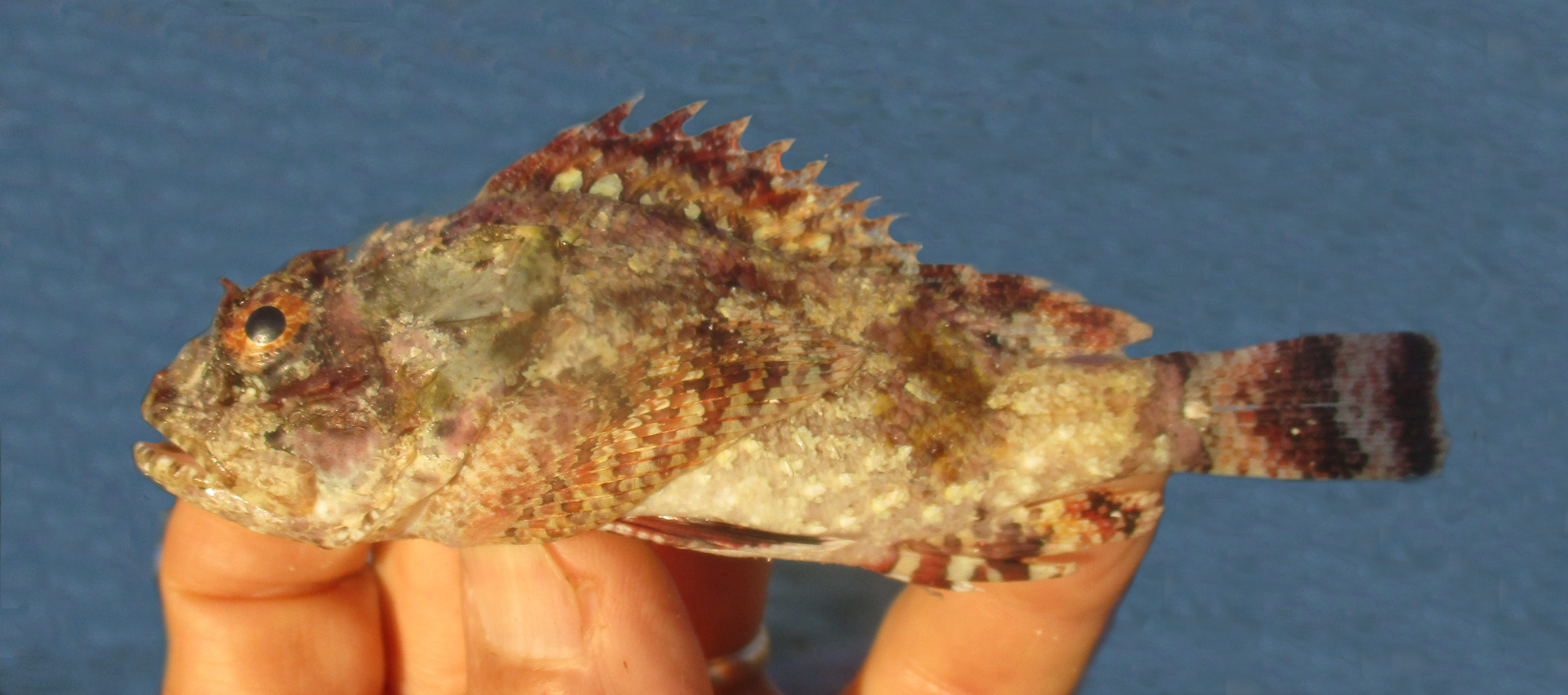 Smoothcheek Scorpionfish | Mexican Fish.com