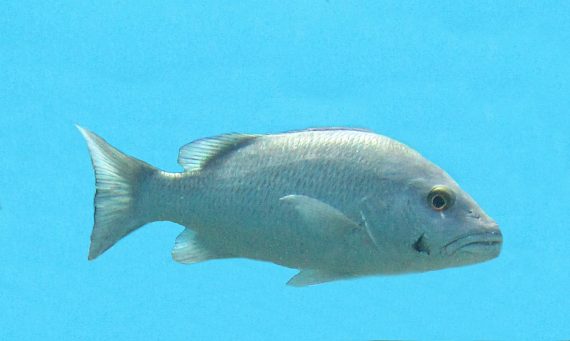 Fish of Florida: Atlantic Cubera Snapper (Lutjanus cyanopterus) Species  Profile - UF/IFAS Extension Collier County