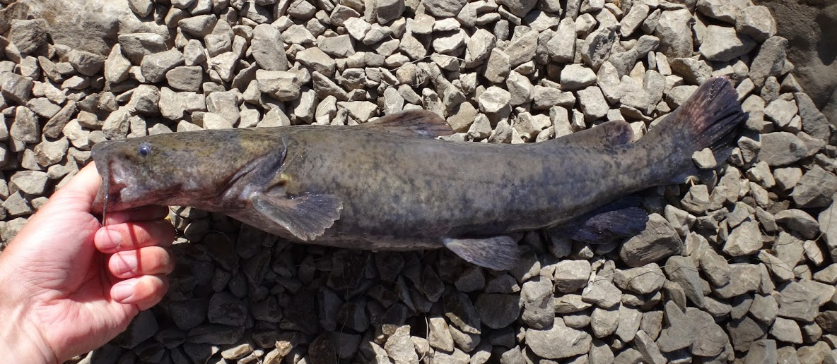 Stroud Fish North American Catfish Family Photographs, and Information ...