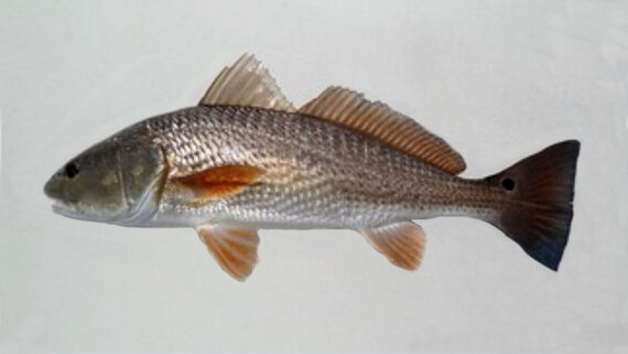 Red Drum | Mexican Fish.comRed Drum | Mexican Fish.com  