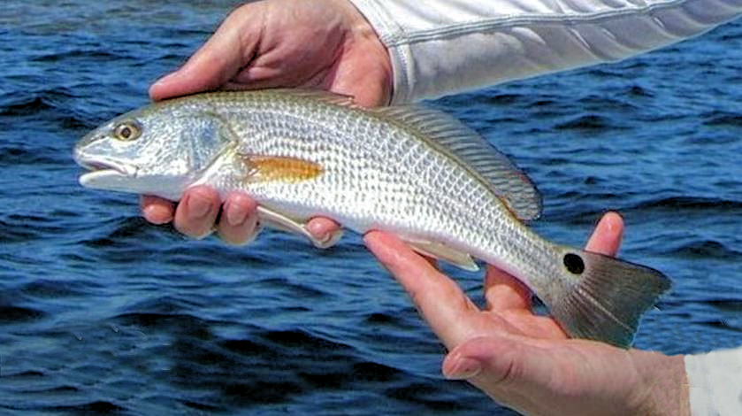 Red Drum | Mexican Fish.com