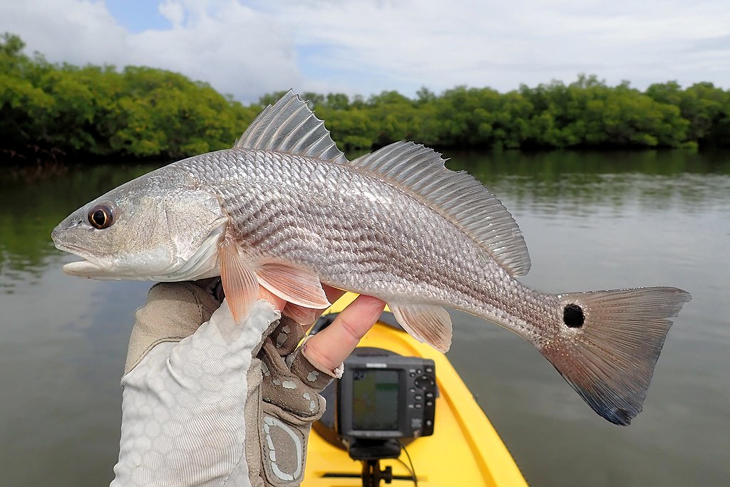 Red Drum | Mexican Fish.com