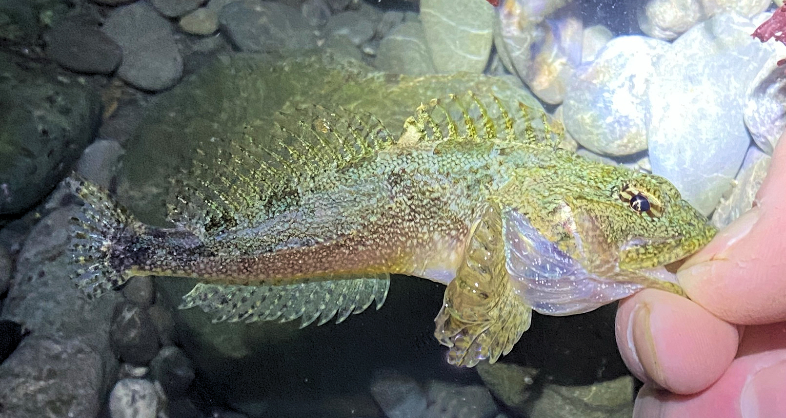 Lateralis Fish Smoothhead Sculpin | Mexican Fish.com
