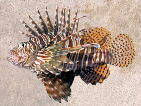 Red Lionfish | Mexican