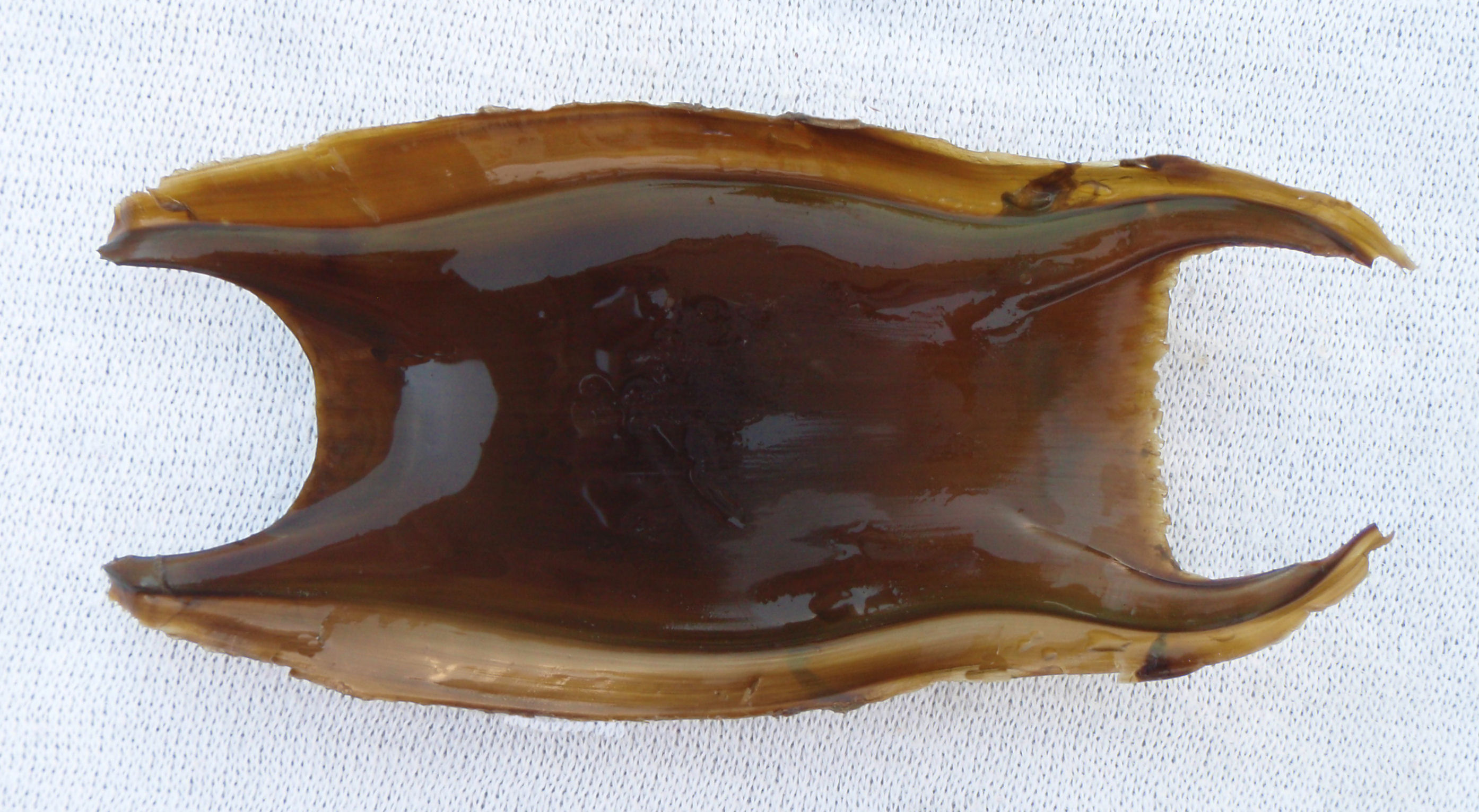 Undulate ray (Raja undulata), eggcase egg case egg capsule mermaid s purse  washed ashore on beach